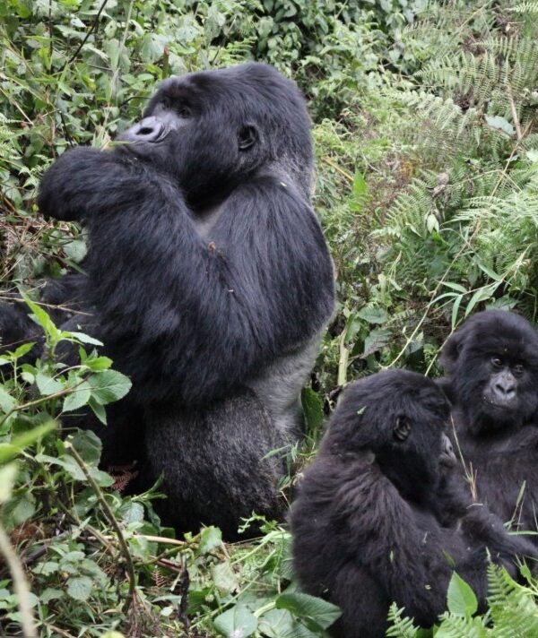 ChatGPT said: A family of mountain gorillas resting in their natural habitat.