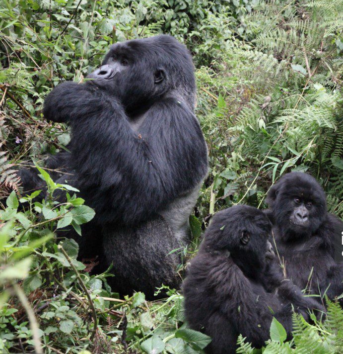 ChatGPT said: A family of mountain gorillas resting in their natural habitat.