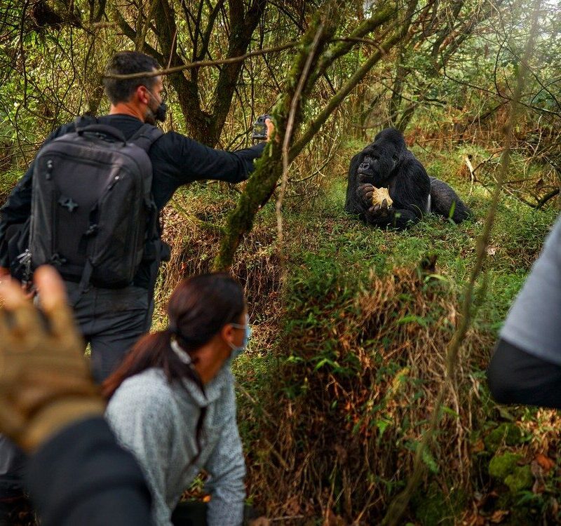 East Africa Group Adventures in East Africa top destinations. Visit Bwindi Impenetrable