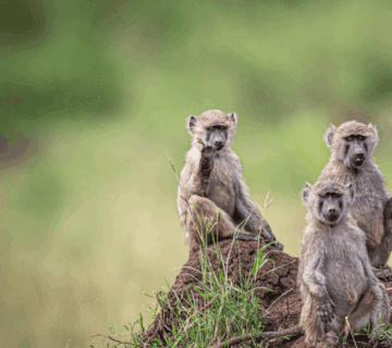 Kenya Gorilla Trekking Best Time to Book: An Inspirational Journey into the Wild