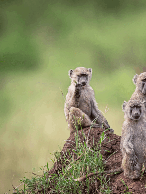 Kenya Gorilla Trekking Best Time to Book: An Inspirational Journey into the Wild
