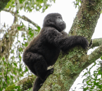 Gorilla Trekking Age Limit: An Inspirational Journey Through Uganda’s Wilderness