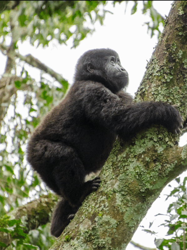 Gorilla Trekking Age Limit: An Inspirational Journey Through Uganda’s Wilderness