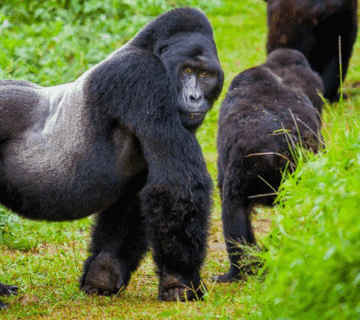 Affordable Bwindi Tours offer budget friendly group safaris to Uganda’s Bwindi, home of mountain gorillas  Affordable Bwindi Tours offer budget friendly group safaris to Uganda’s Bwindi, home of mountain gorillas  Affordable Bwindi Tours