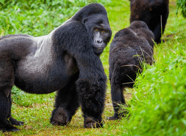 Affordable Bwindi Tours offer budget-friendly group safaris to Uganda’s Bwindi, home of mountain gorillas. Affordable Bwindi Tours offer budget-friendly group safaris to Uganda’s Bwindi, home of mountain gorillas. Affordable Bwindi Tours
