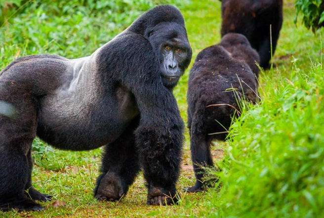 Affordable Bwindi Tours offer budget-friendly group safaris to Uganda’s Bwindi, home of mountain gorillas. Affordable Bwindi Tours offer budget-friendly group safaris to Uganda’s Bwindi, home of mountain gorillas. Affordable Bwindi Tours