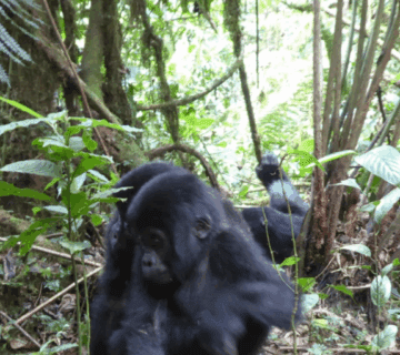 Uganda Gorilla Trekking Fitness Guide: Prepare Your Body and Mind for the Adventure of a Lifetime