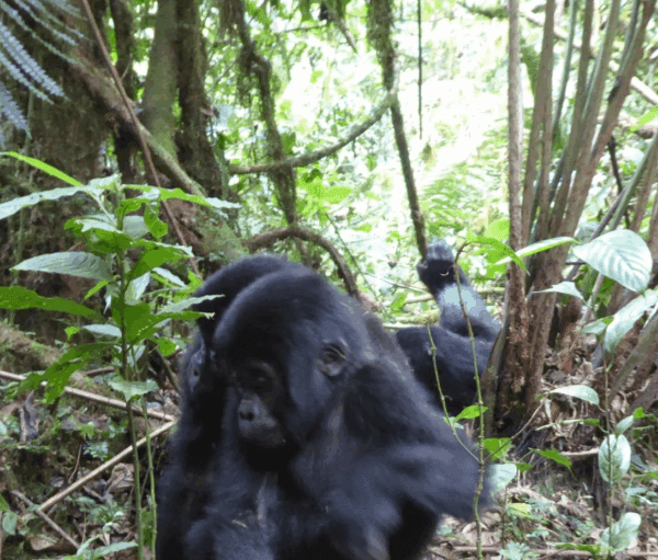 Uganda Gorilla Trekking Fitness Guide: Prepare Your Body and Mind for the Adventure of a Lifetime