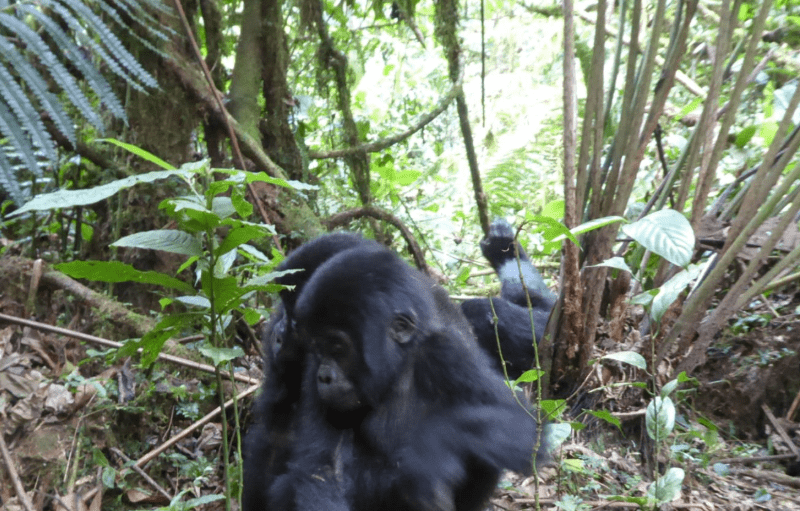 Uganda Gorilla Trekking Fitness Guide: Prepare Your Body and Mind for the Adventure of a Lifetime