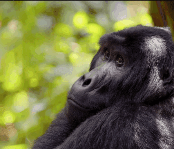 Kenya Gorilla Trekking Family-Friendly Tours: An Inspirational Adventure for All Ages