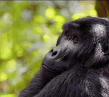 Gorilla Trekking Weather Conditions: An Inspirational Journey Through Kenya’s Wilderness