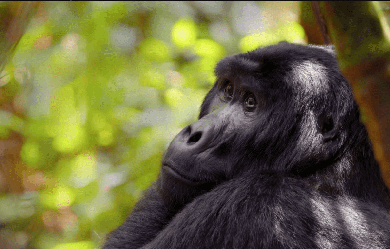 Gorilla Trekking Weather Conditions: An Inspirational Journey Through Kenya’s Wilderness