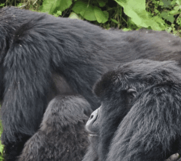 Rwanda Gorilla Trekking – Best Tours: A Journey of Inspiration and Adventure