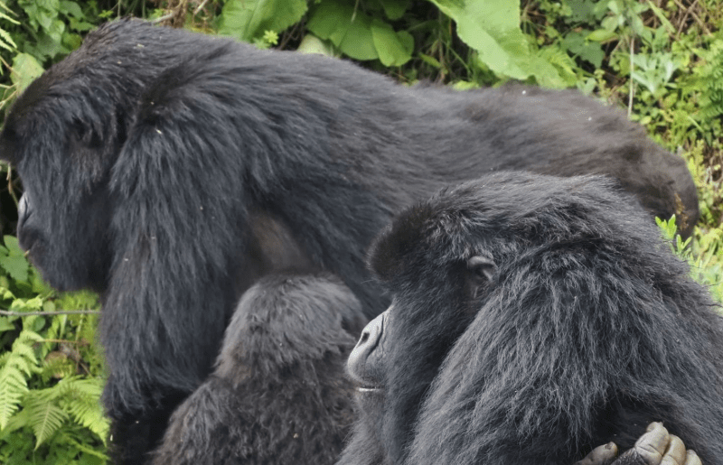 Rwanda Gorilla Trekking – Best Tours: A Journey of Inspiration and Adventure