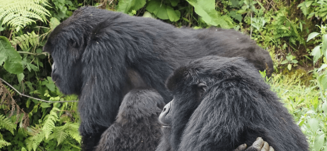Rwanda Gorilla Trekking – Best Tours: A Journey of Inspiration and Adventure
