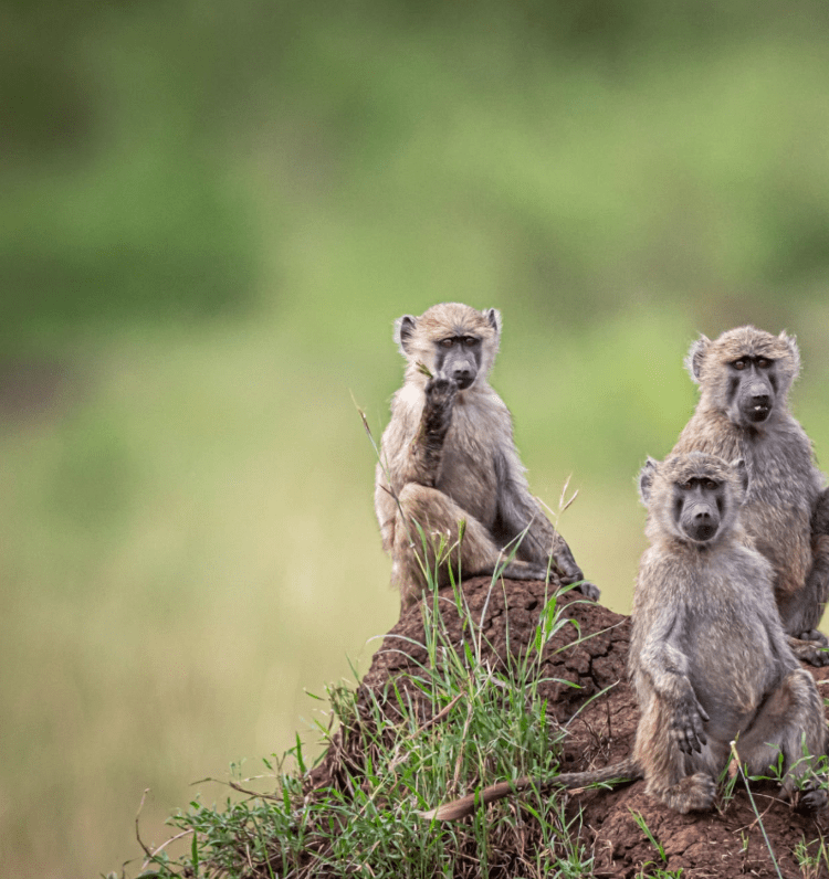 Kenya Gorilla Trekking Best Time to Book: An Inspirational Journey into the Wild