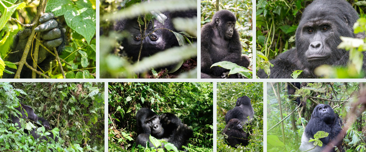 Rwanda Safari Groups