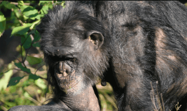Can You See Gorillas and Chimps in One Rwanda Trip?
