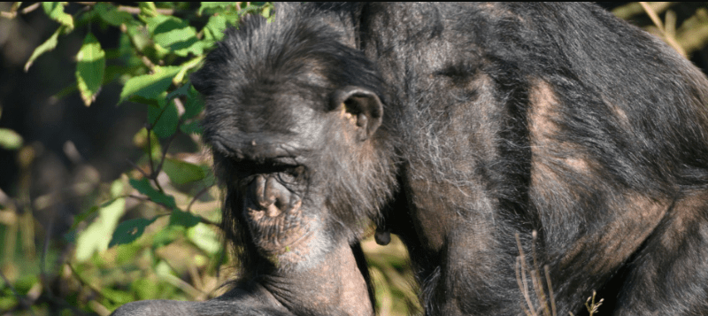 gorillas-and-chimps-in-rwanda Can You See Gorillas and Chimps in One Rwanda Trip?
