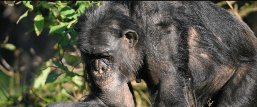 Can You See Gorillas and Chimps in One Rwanda Trip?