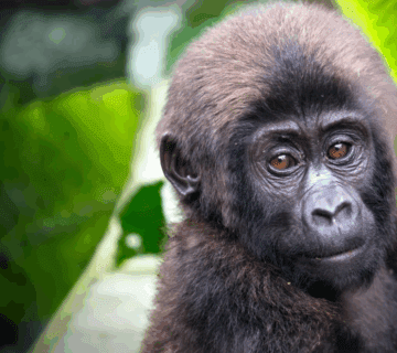 Congo Gorilla Trekking Best Camps: A Journey of Adventure, Conservation, and Inspiration