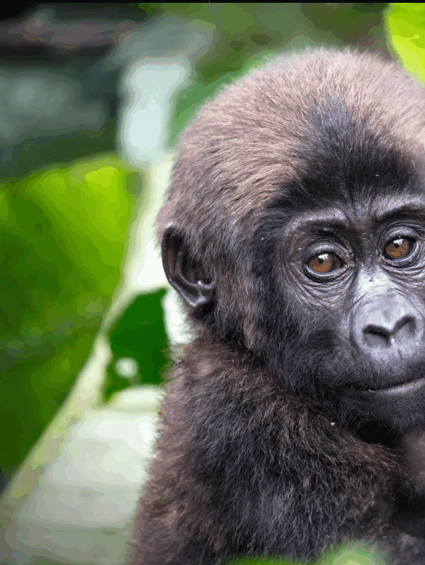 Congo Gorilla Trekking Best Camps: A Journey of Adventure, Conservation, and Inspiration