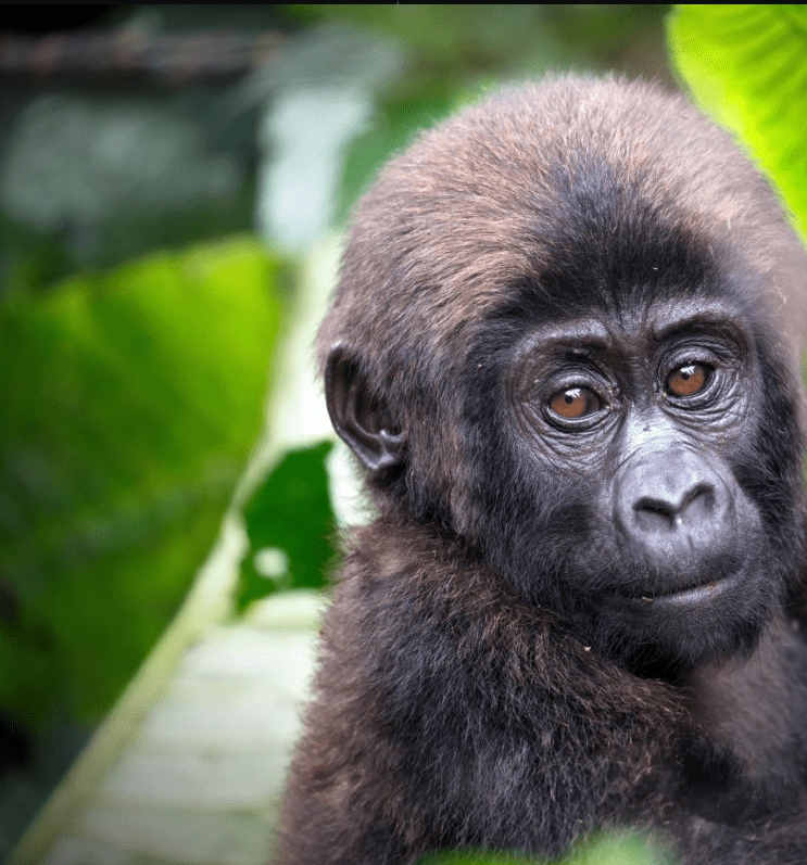 Congo Gorilla Trekking Best Camps: A Journey of Adventure, Conservation, and Inspiration