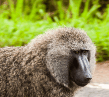 How to Get from Kampala to Bwindi for Gorilla Trekking: A Journey of Adventure and Inspiration