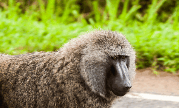 How to Get from Kampala to Bwindi for Gorilla Trekking: A Journey of Adventure and Inspiration