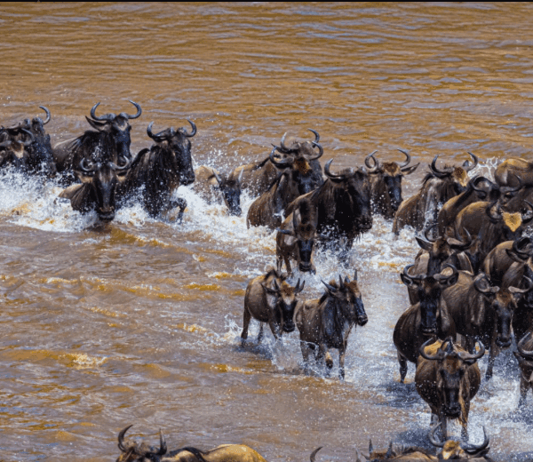 Discover how one Can You See the Great Migration in February?