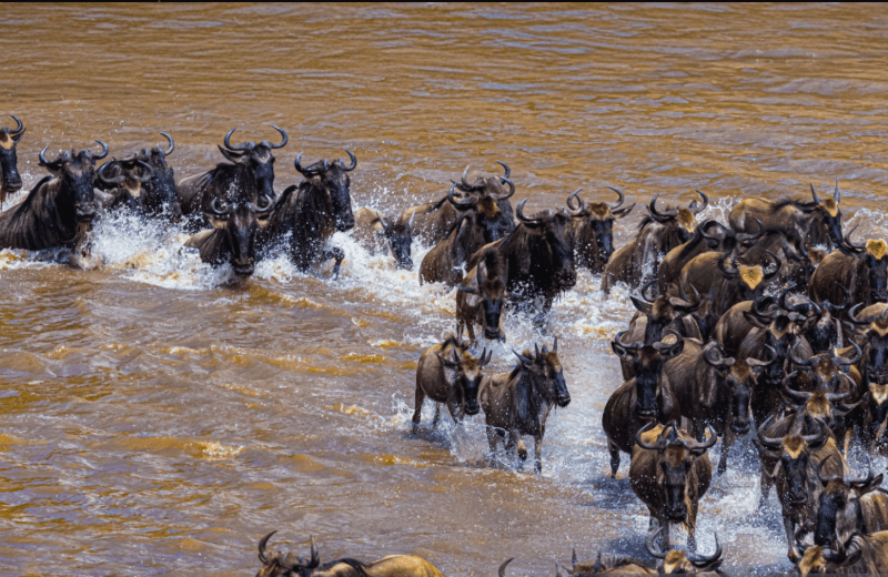 great-migration Discover how one Can You See the Great Migration in February?