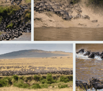 Explore Maasai Mara