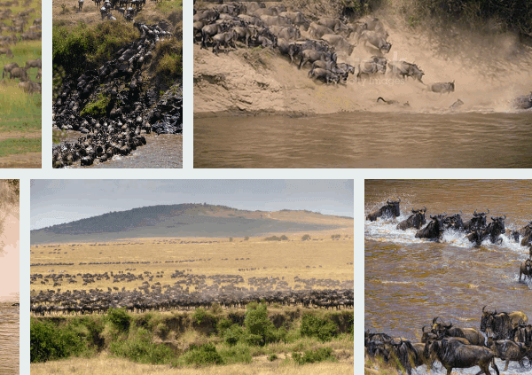 Explore Maasai Mara