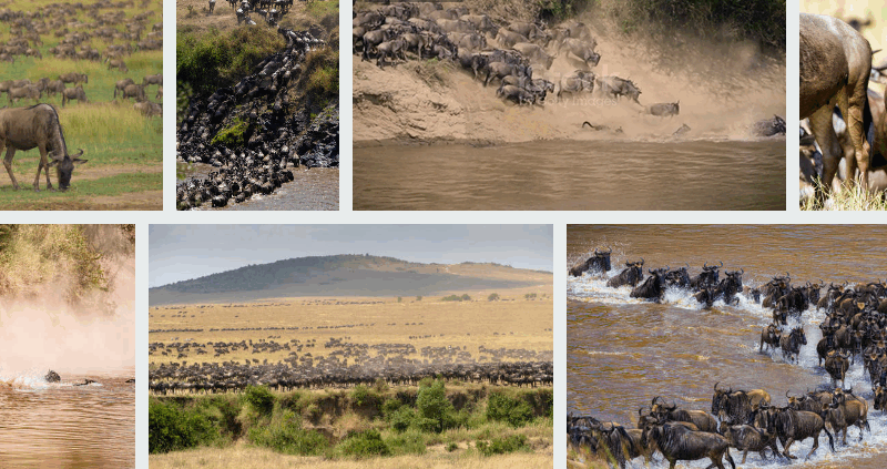 Tanzania Wildlife Safaris