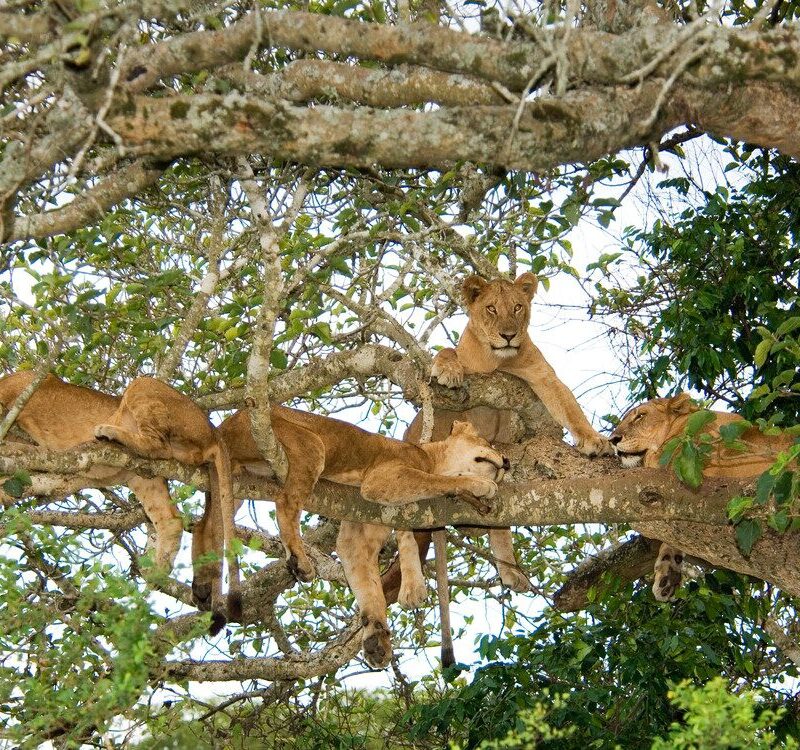 Visit Queen Elizabeth Park