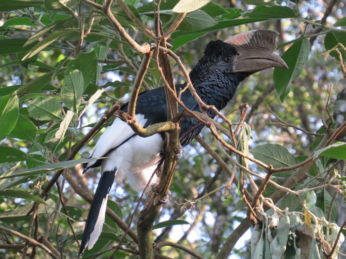 Birdwatching Group Tours Kenya