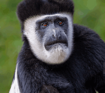 Kenya Gorilla Trekking Best Months to Visit: An Inspirational Journey into the Wild