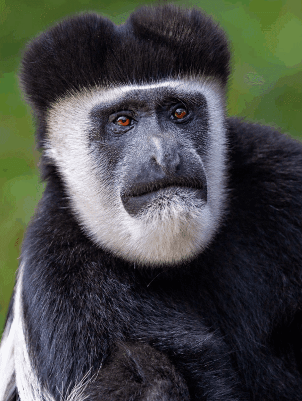 Kenya Gorilla Trekking Best Months to Visit: An Inspirational Journey into the Wild