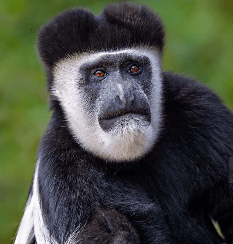 Kenya Gorilla Trekking Best Months to Visit: An Inspirational Journey into the Wild