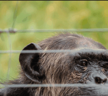 Kenya Gorilla Trekking Best Travel Agencies: A Journey of Inspiration and Adventure