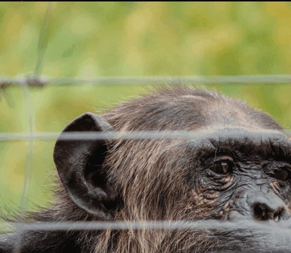 Kenya Gorilla Trekking Best Travel Agencies: A Journey of Inspiration and Adventure