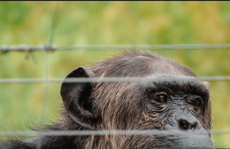 Kenya Gorilla Trekking Best Travel Agencies: A Journey of Inspiration and Adventure