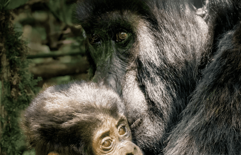 Kenya Gorilla Trekking Expert Tips: An Inspirational Journey into the Wild