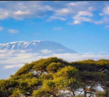 Snow capped peak of Mount Kilimanjaro rising above the clouds