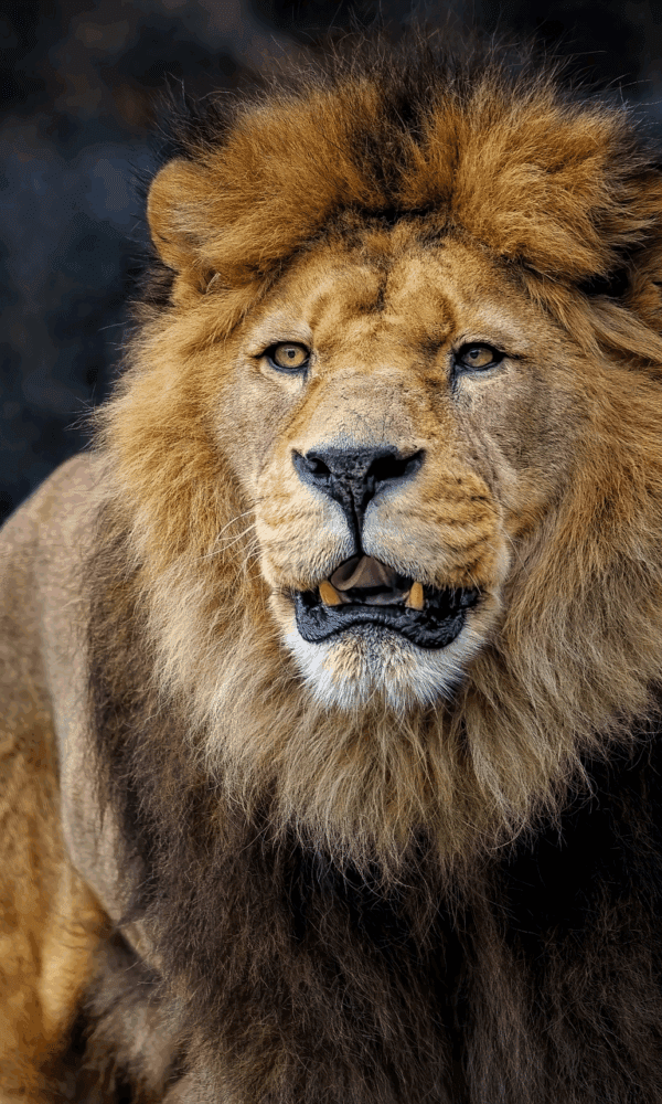 Lion 8096155 1280 1 600x1000