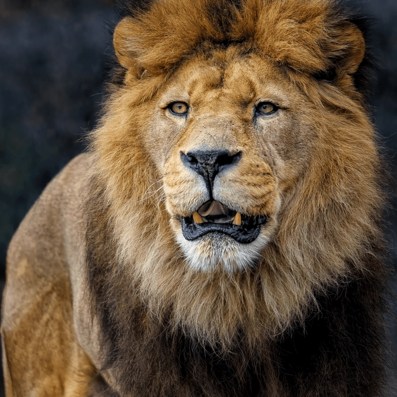lion-8096155_1280