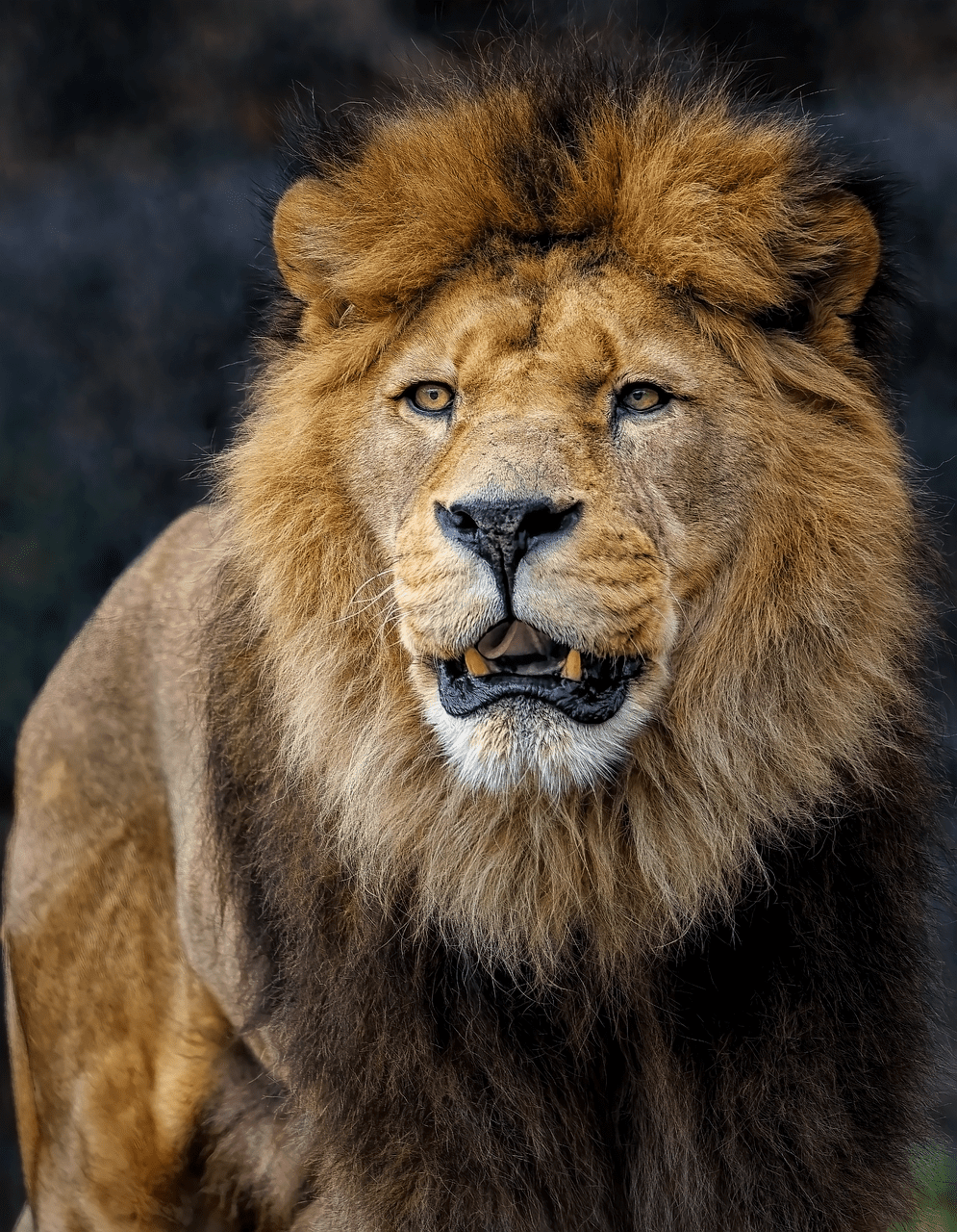 Lion 8096155 1280 1