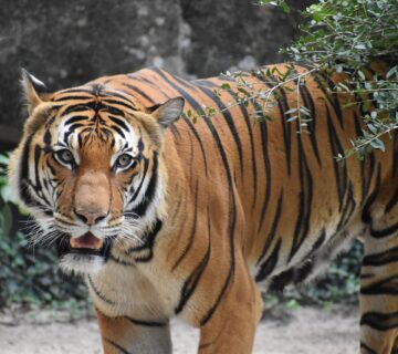 A powerful tiger in the wild, showcasing its strength and agility 