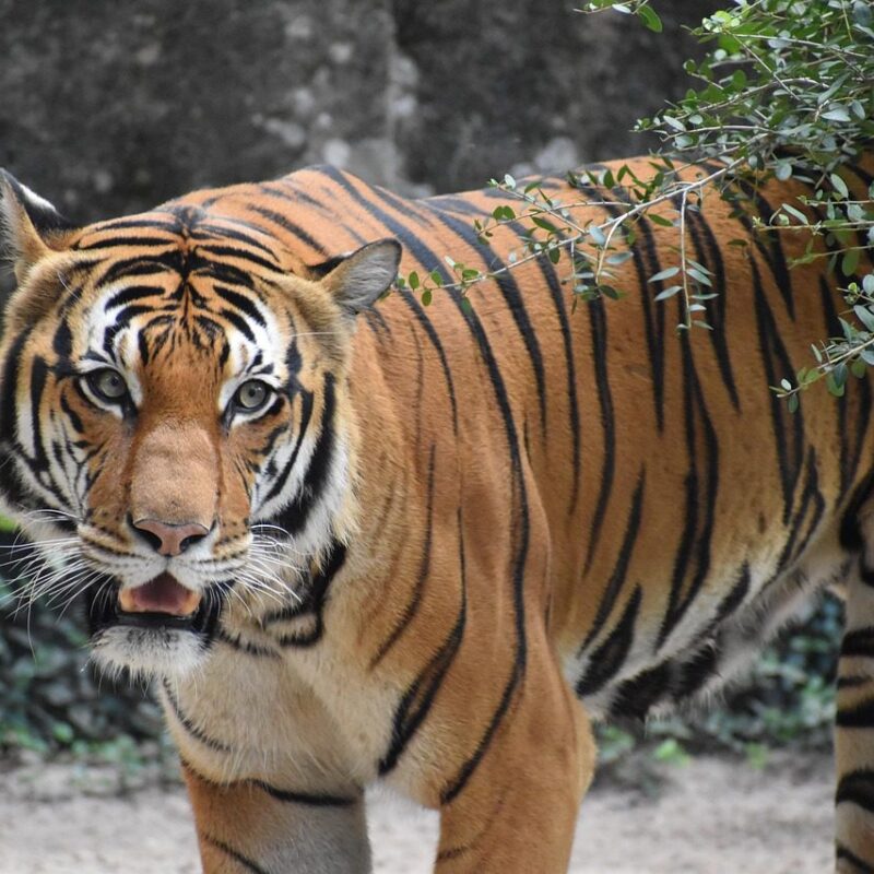 A powerful tiger in the wild, showcasing its strength and agility.