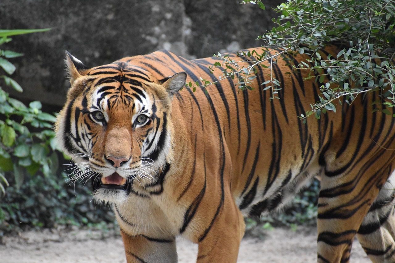 A powerful tiger in the wild, showcasing its strength and agility.